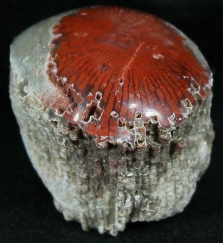 Pennsylvanian Aged Red Agatized Horn Coral - Utah #26379